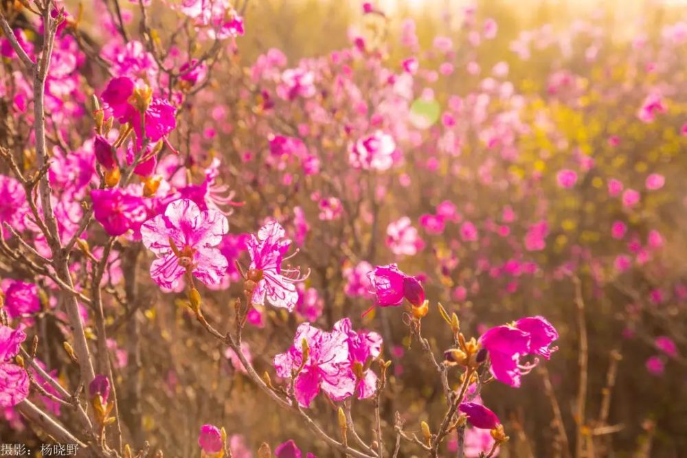 阿尔山的杜鹃花海等你来撩 腾讯新闻