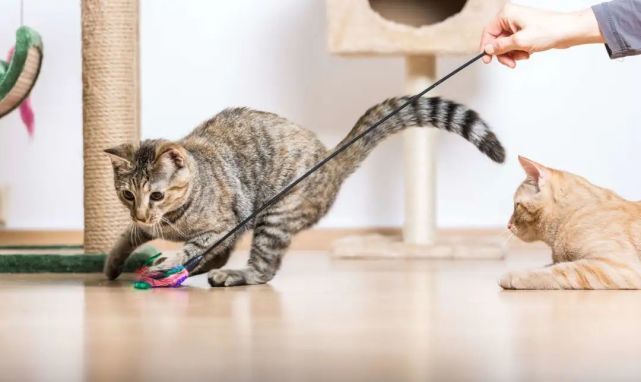 猫咪膀胱炎反反复复，吃抗抑郁药可以治疗吗？_腾讯网