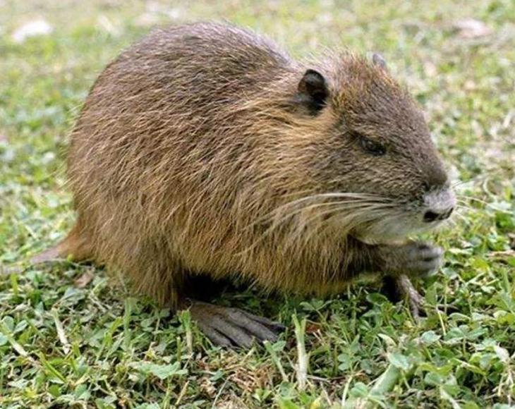 脑子很重要!称霸雨林的史前巨鼠,却因"无脑"灭绝