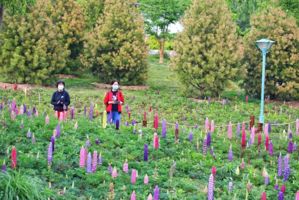 5月京城玉淵潭公園10萬株魯冰花盛放