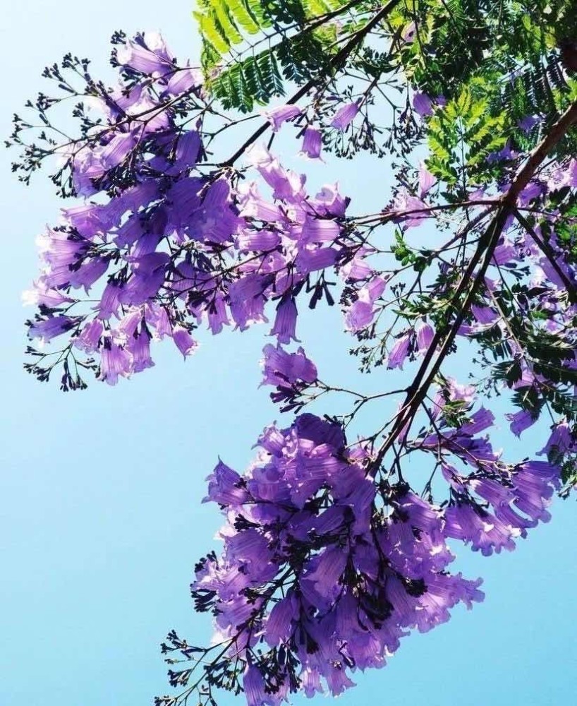 蓝花楹已盛开 只为等待你来 腾讯新闻