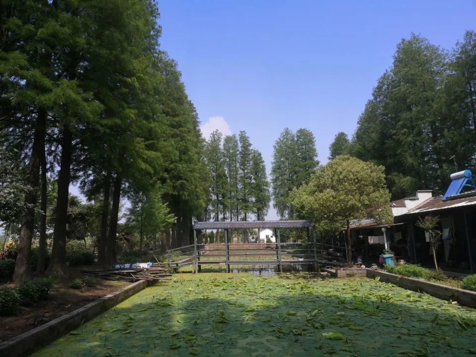 芜湖县六郎镇水上江南八仙岛