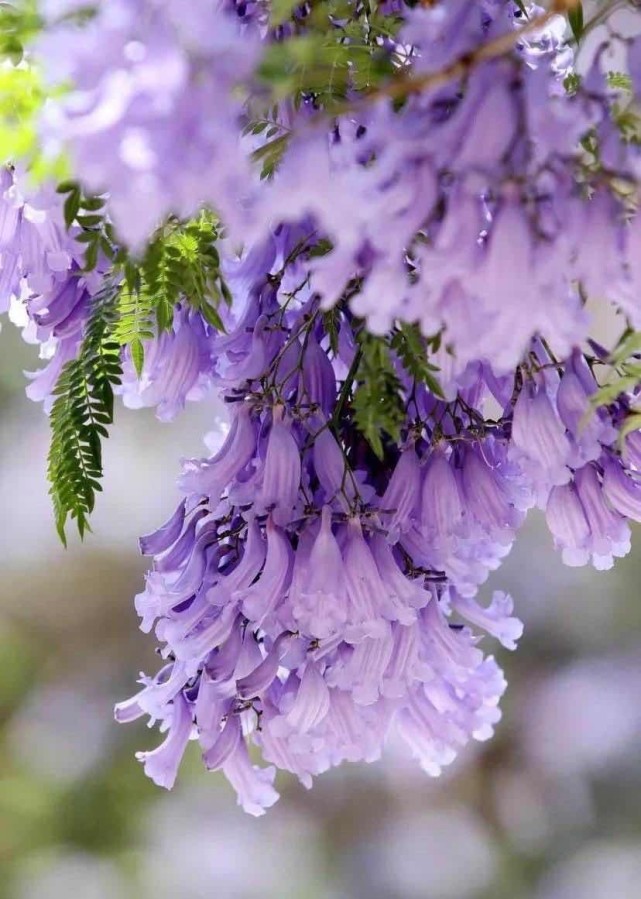 蓝花楹已盛开只为等待你来