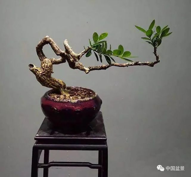 黄杨飘枝造型大全图片