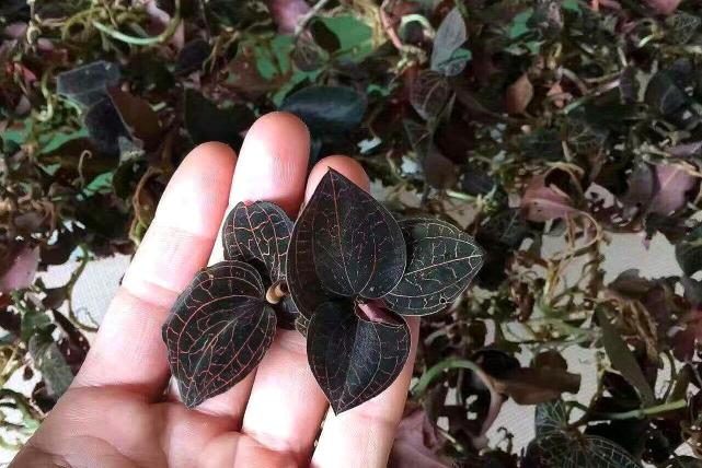 对于北方的小伙伴来说可能没听说过金草,但是南方的