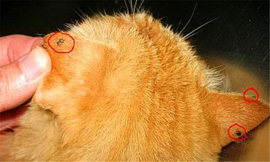 猫咪蜱虫症状图片