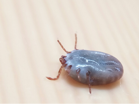 猫咪身上出现蜱虫 千万不要硬拔 不然你家猫会出现更严重的症状 家猫 铲屎官 寄生虫 蜱虫 猫咪