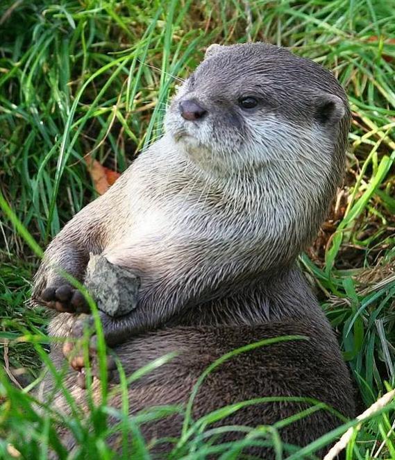 为什么水獭天生爱玩石头知道真相后科学家都哭笑不得