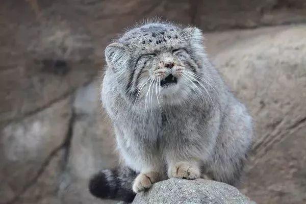 兔狲是憨萌表情帝能当宠物吗它是最凶猛猫为何叫兔呢