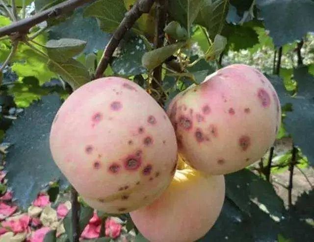 苹果_植物|苹果缺钙的症状及补钙措施