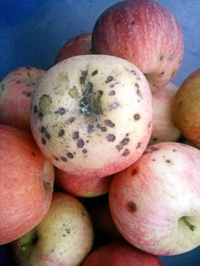 苹果_植物|苹果缺钙的症状及补钙措施