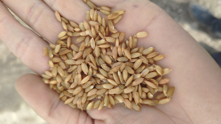 从南到北无人机水稻直播效果到底怎么样