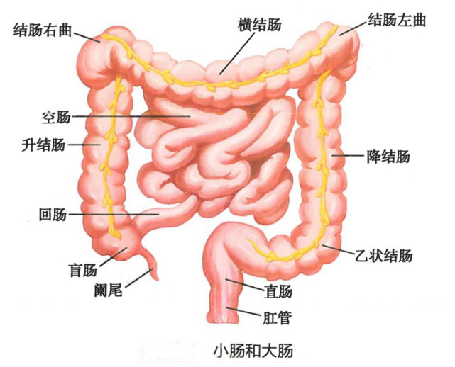 看下解剖图,了解下"我们的管道",大肠是不是很大,而肛管是不是很小.