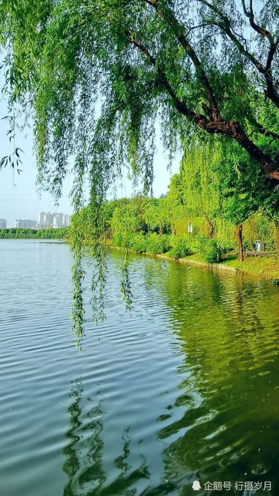 暮春渐远初夏来最美人间五月天沉醉于风抚绿柳树的诗情