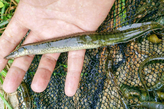 紧实,可以做成红烧泥鳅,干锅泥鳅,清炖泥鳅汤,不仅味道鲜美还有营养