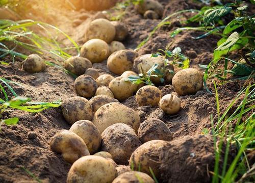 西伯利亚挖土豆梗图片