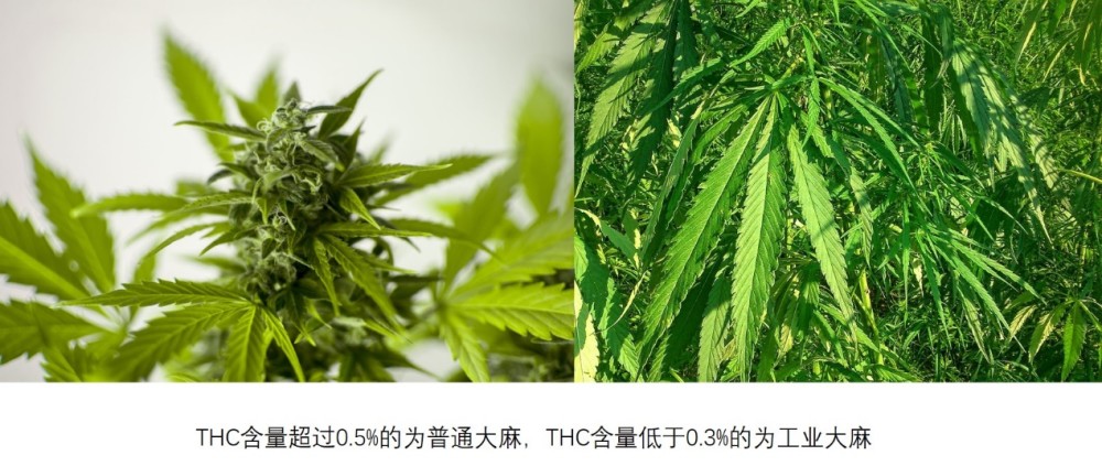 工业大麻与普通大麻的区别