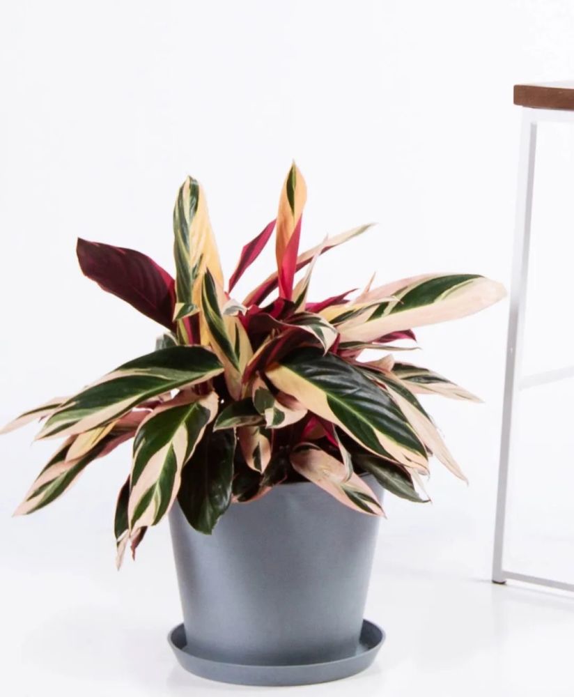 叶色斑斓靓丽的七彩竹芋很值得一样的室内盆栽绿植