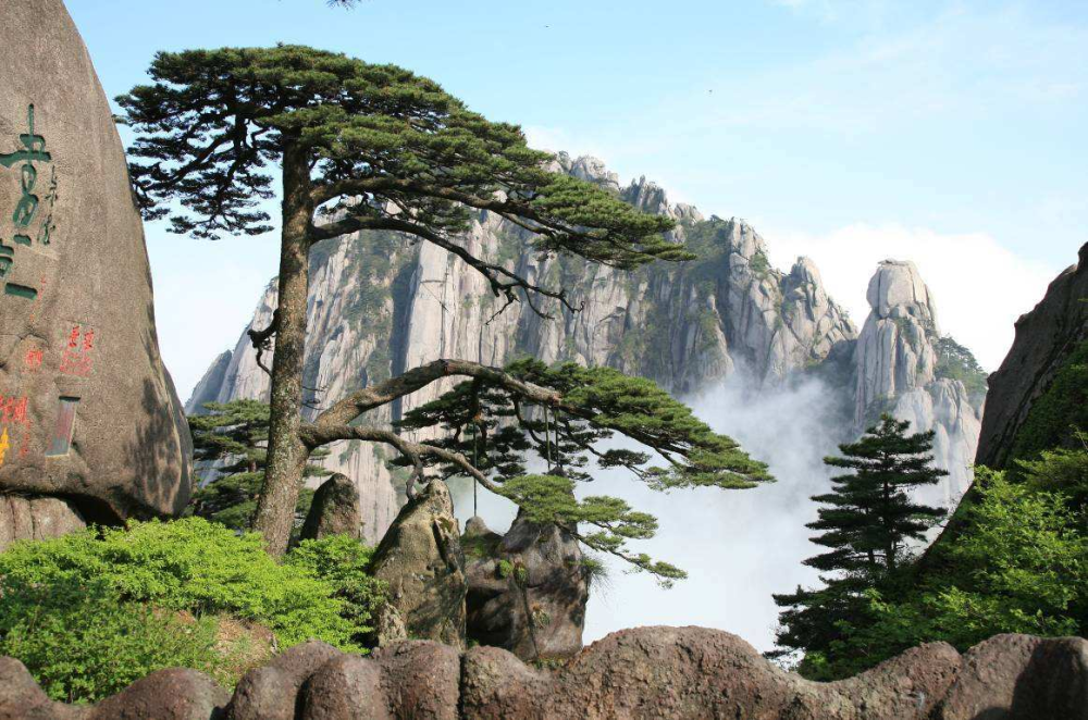 中国最珍贵的三棵树，一棵买了一个亿的保险，