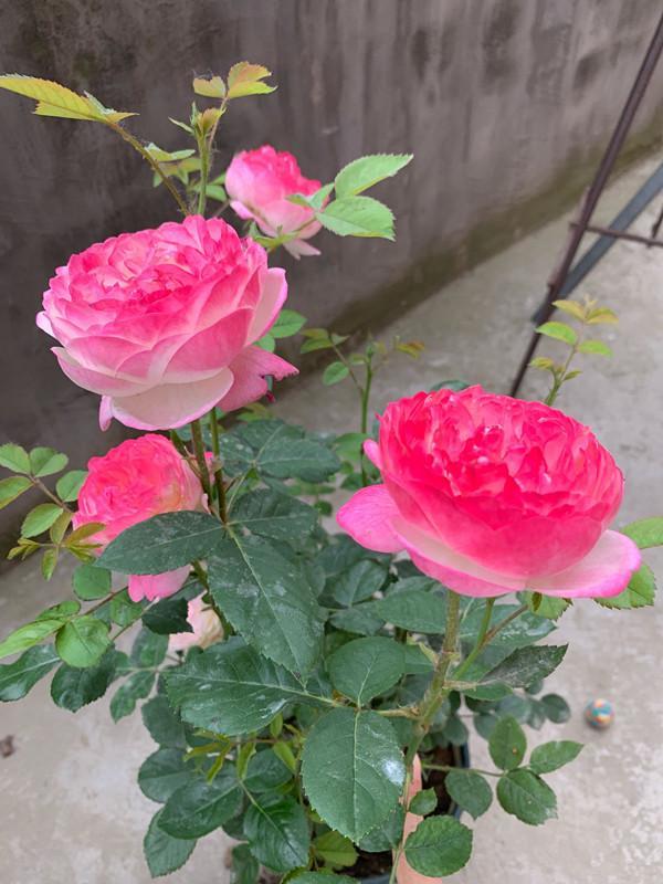 月季花 和室 花色超仙 四季开不停 香气浓郁 你值得拥有 腾讯网