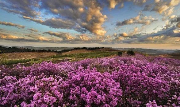 初夏 密山最美花事 都在这幅赏花地图了 腾讯新闻