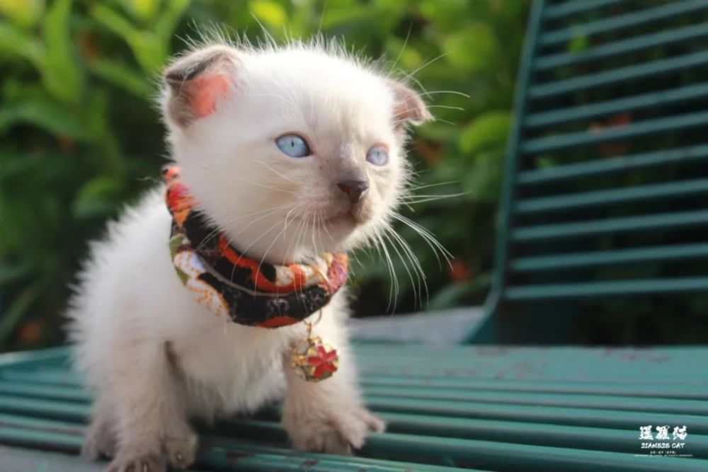 暹罗猫siamesecat