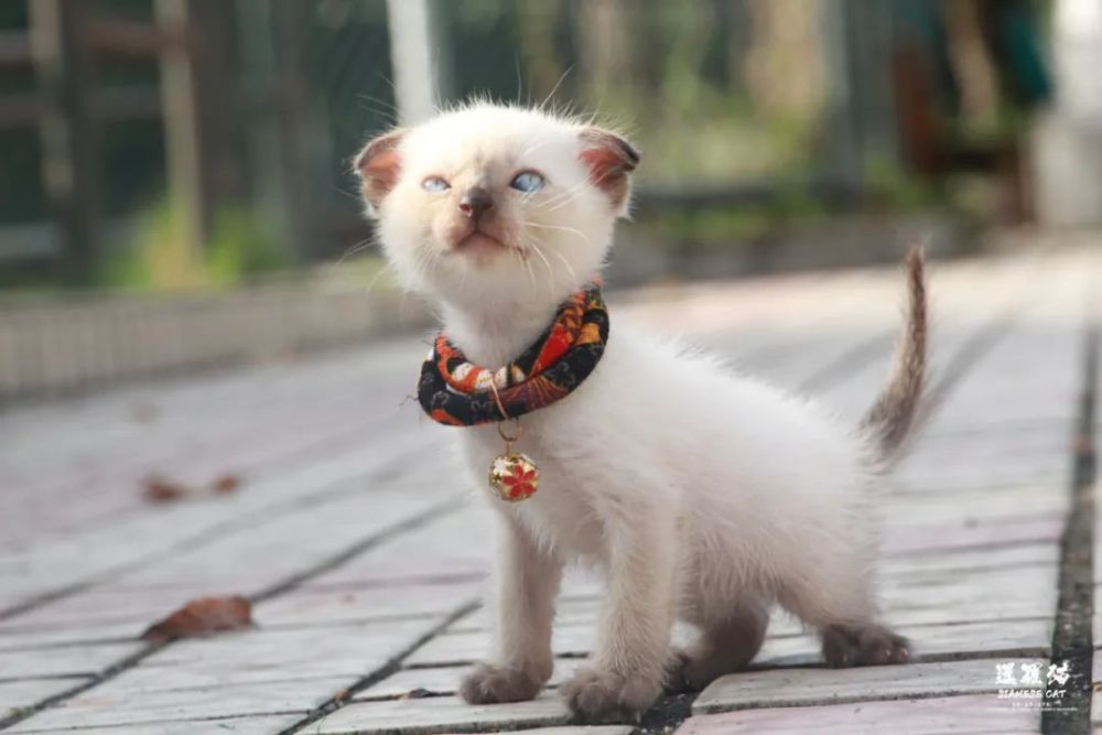 暹罗猫siamesecat