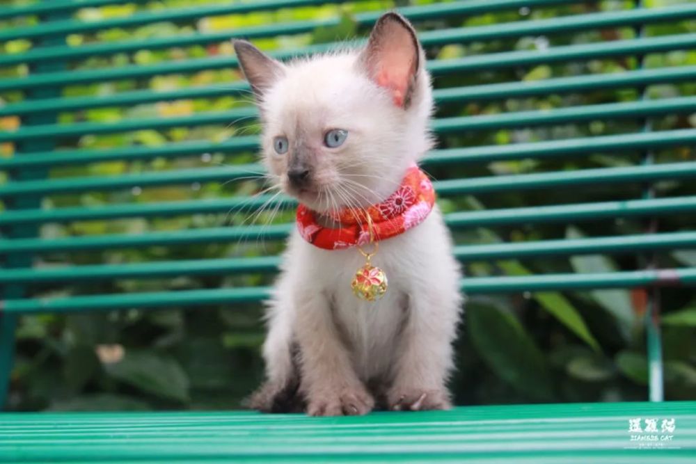暹罗猫siamesecat