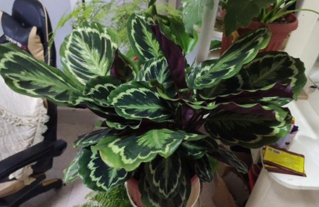 养花土壤不用买 路边挖一点 照样养好花 只要做好这些事就行了 植物 花盆 盆土