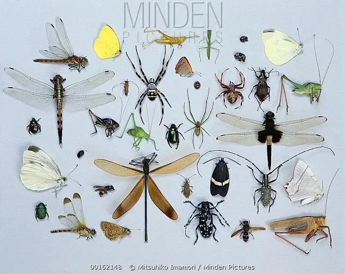 听力不好 右眼失明 他如何成为真实世界的 蚁人 腾讯新闻