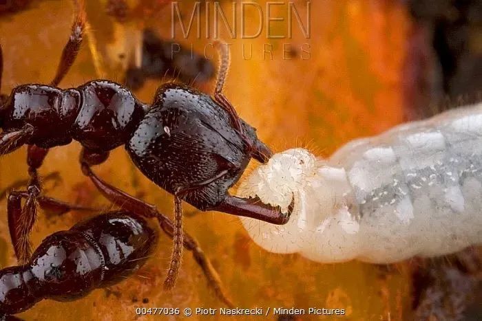 听力不好 右眼失明 他如何成为真实世界的 蚁人 腾讯新闻