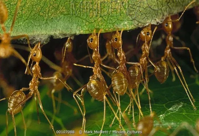 听力不好 右眼失明 他如何成为真实世界的 蚁人 腾讯新闻