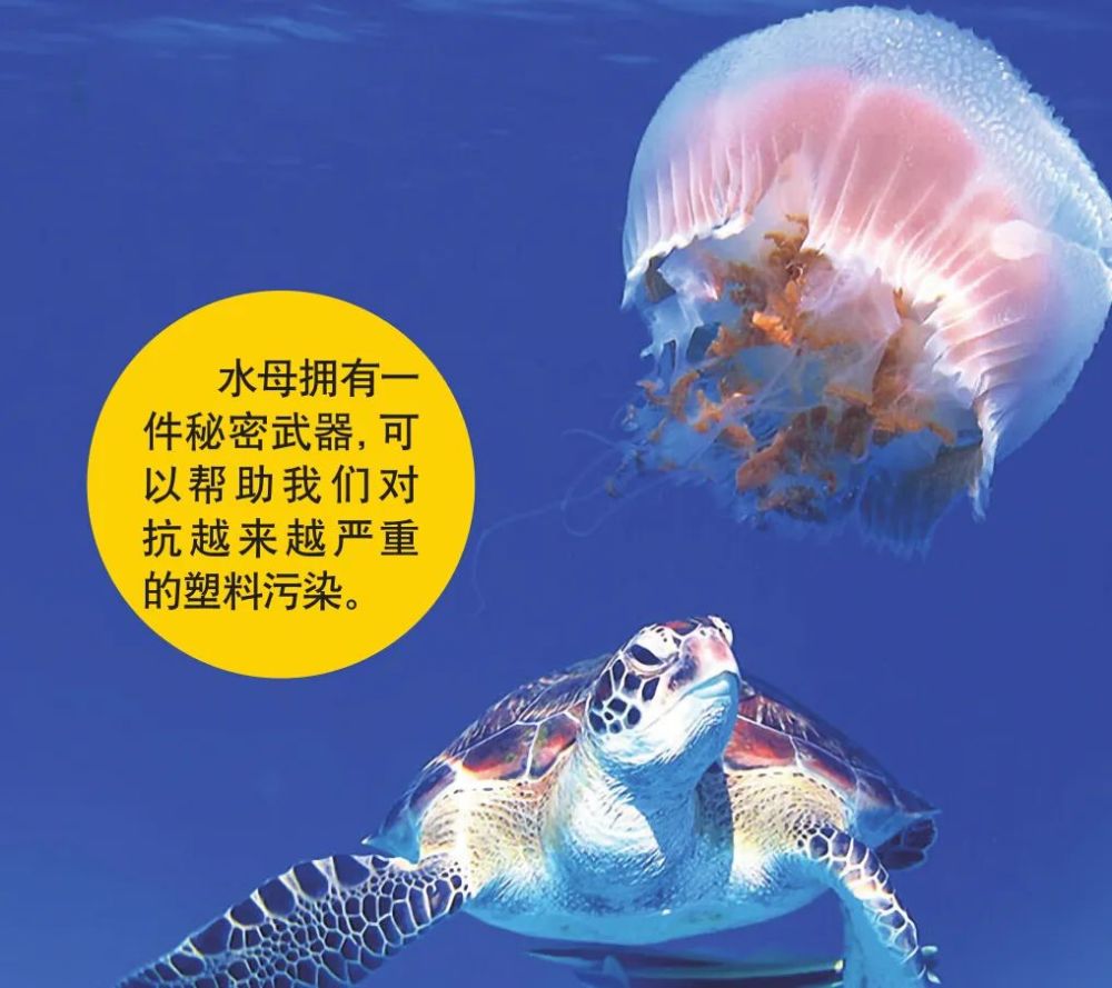 水母对抗塑料污染的秘密武器