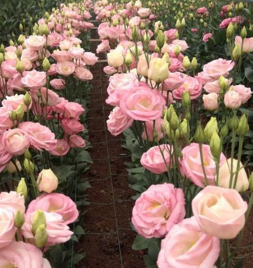 3种花 夏天勤花又漂亮 多养几盆开出小花园 腾讯新闻