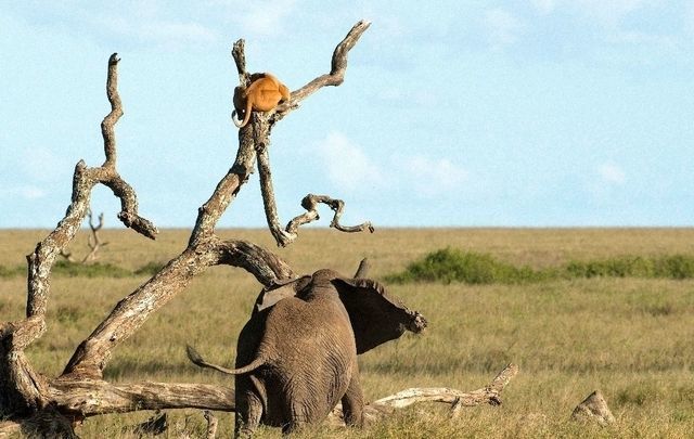 狮子一口咬住大象脸部遭到大象反击镜头记录下精彩一幕