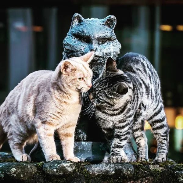 个地方舒服的睡一觉相比之下虎斑猫turret还记得自己的职责会巡视酒厂