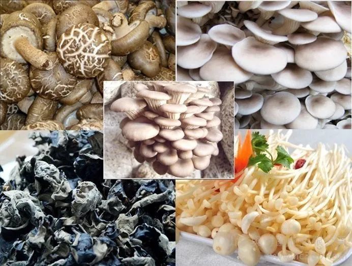 菌藻类包括哪些,吃了对人体健康到底有哪些保健作用?