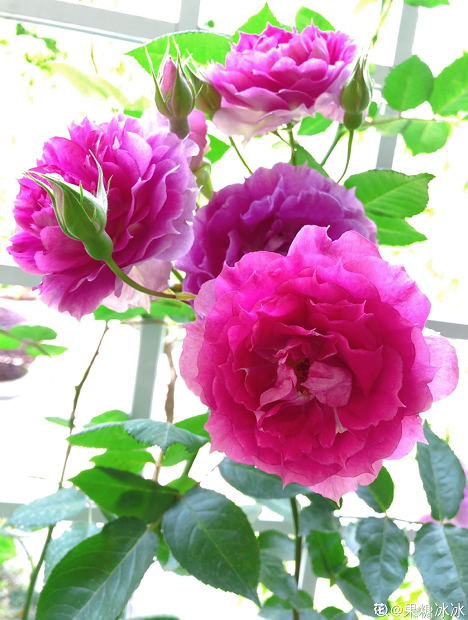 最受欢迎的月季品种,开花勤快又好看,背后还有一段传说故事!