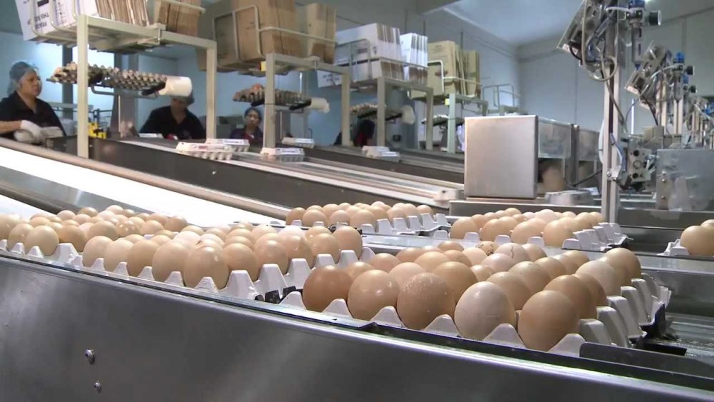 第一次看到生产鸡蛋的工厂开眼界了