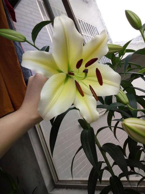 盆栽百合花 3个种植技巧 花苞大花朵香 来年更多花 百合 盆栽 花盆 种球