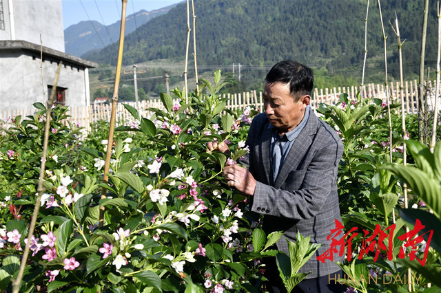 隆回 土专家 玩转 新花样 腾讯新闻