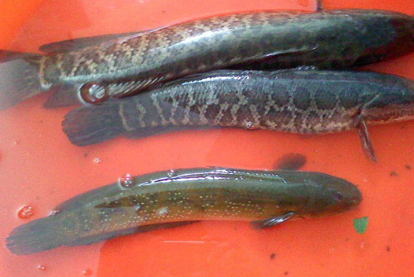 为什么黑鱼被称为"孝鱼"?说出来就怕你不信!