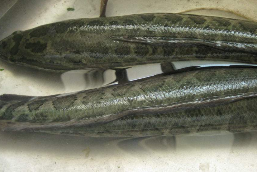 为什么黑鱼被称为"孝鱼"?说出来就怕你不信!