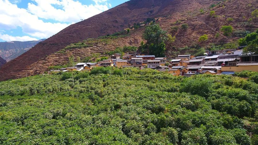 宾川传教,在朱苦拉村修建了天主教堂,并引进种植了从越南带入的咖啡苗