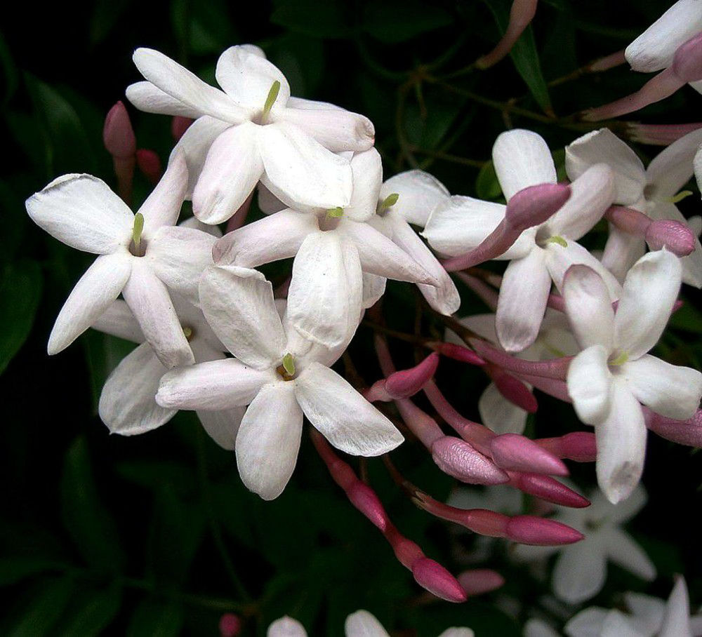 广州 最早 的 市花 受宠千年 不是木棉花 游客 花踪难觅 腾讯新闻