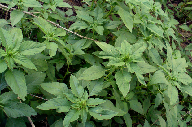 荒野維生野菜系列反枝莧