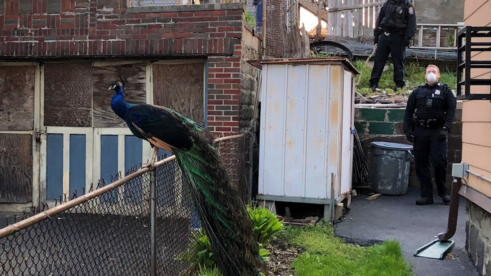 美国孔雀逃出动物园,机智警察用电子求偶鸣叫引诱孔雀到院子里