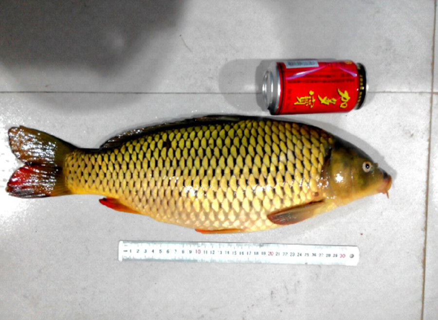 从钓获这条金鳞红尾的野生鲤鱼,谈谈我钓鲤鱼的经验,重点在窝料