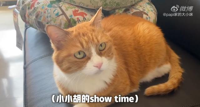 年入5000万的papi酱,不配在互联网上做独立女性_腾讯新闻