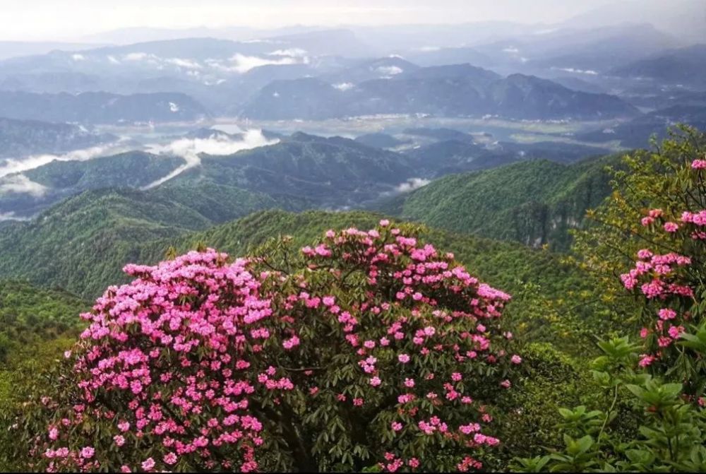 了她在枝頭該有的美麗5月是瓦屋高山杜鵑開得芬芳爛漫的時節瓦屋花開